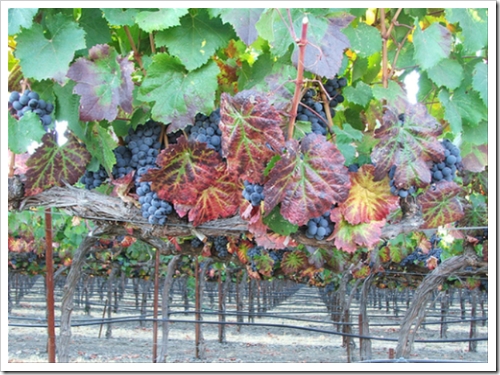 Vineyard